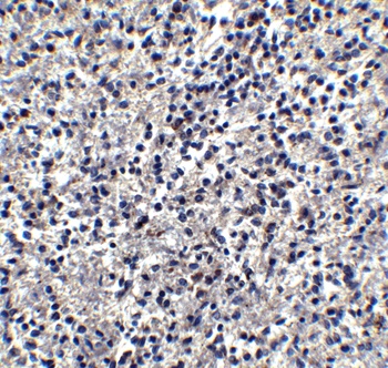 TIMD4 Antibody