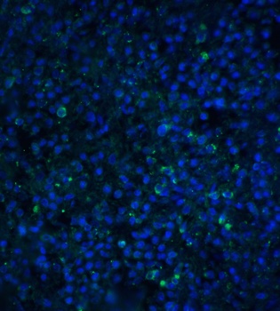 TIM-4 Antibody