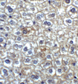 TIM-4 Antibody
