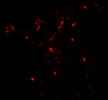 ATG4C Antibody
