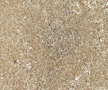 ATG4B Antibody