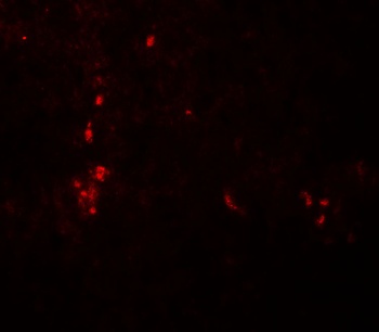 ATG4B Antibody
