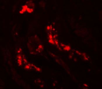 ATG3 Antibody