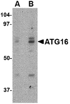 ATG16L1 Antibody