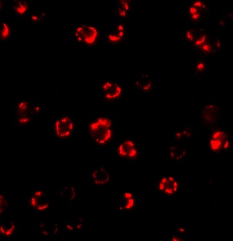 ATG16L1 Antibody