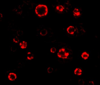 ATG16L1 Antibody