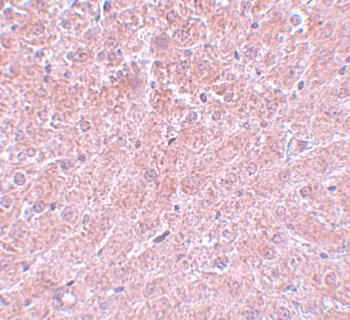 C12orf44 Antibody