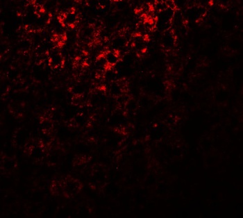 C12orf44 Antibody