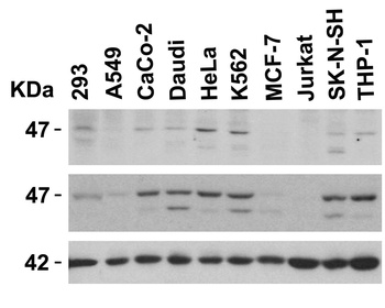 TIP47 Antibody