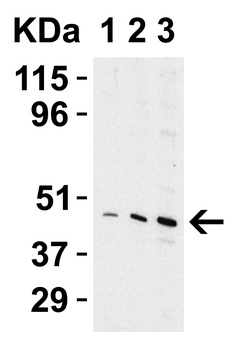 TIP47 Antibody