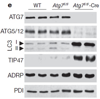 TIP47 Antibody