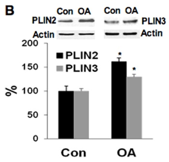 PLIN3 Antibody