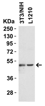 TIP47 Antibody
