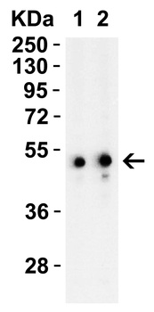 TIP47 Antibody