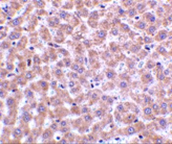 TIP47 Antibody