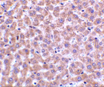 PLIN3 Antibody