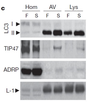 TIP47 Antibody