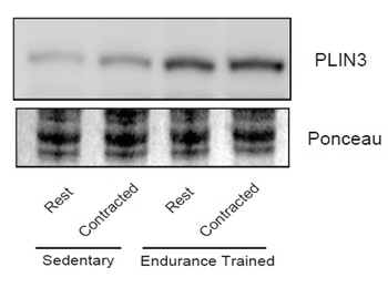 TIP47 Antibody