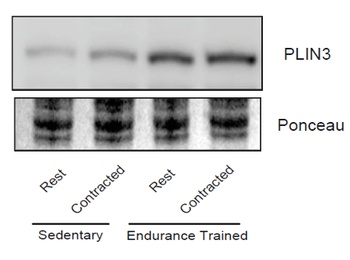 PLIN3 Antibody