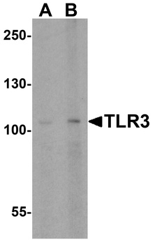 TLR3 Antibody