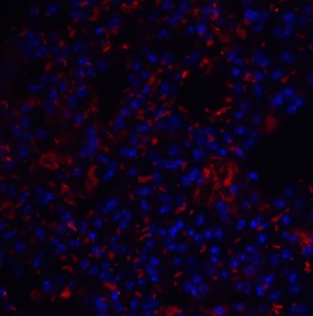 TM4SF1 Antibody