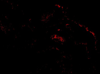 ARTS Antibody
