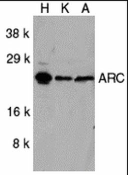 NOL3 Antibody