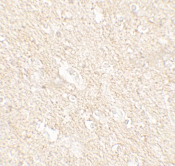 APPBP2 Antibody