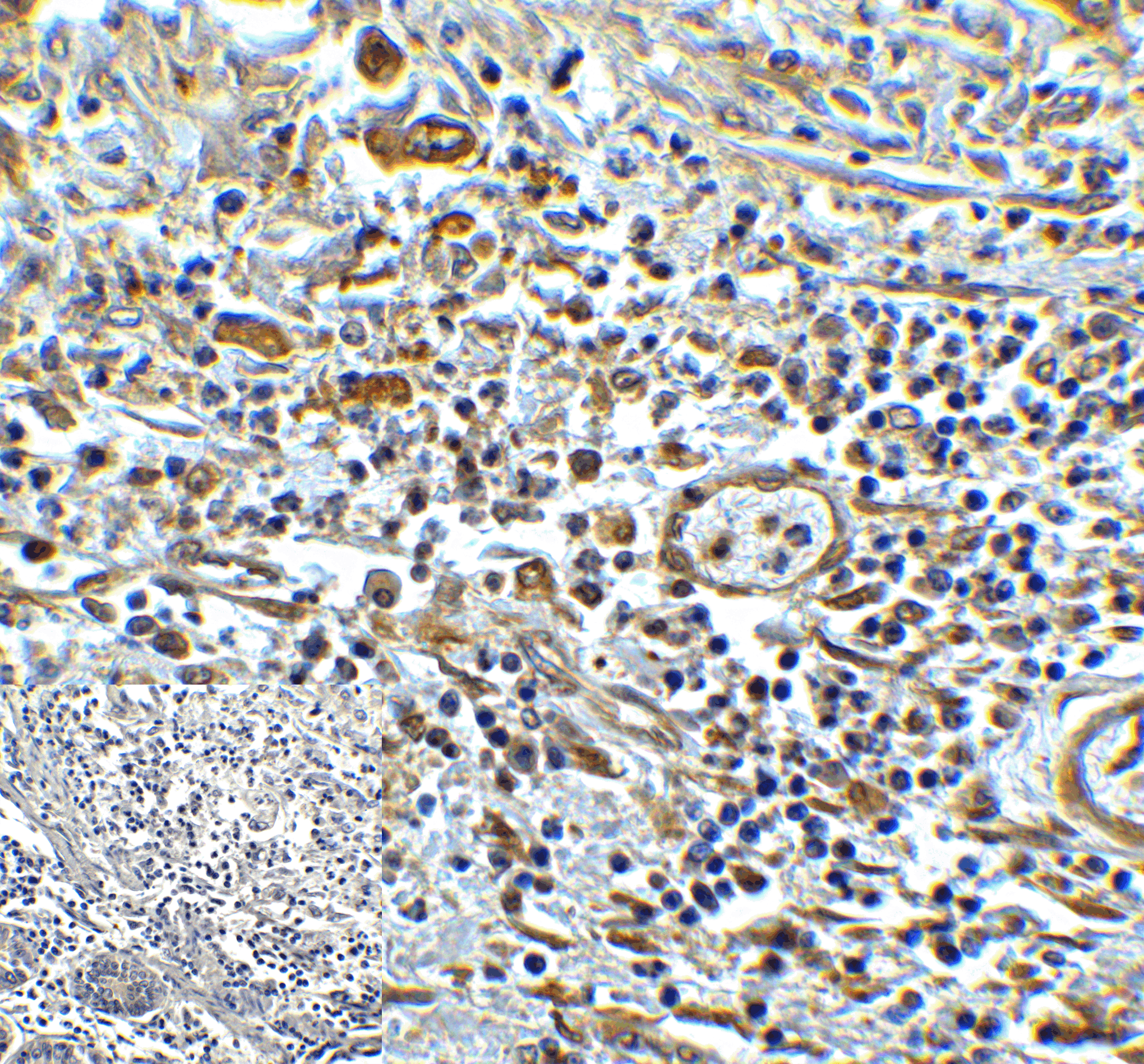 TMIGD2 Antibody