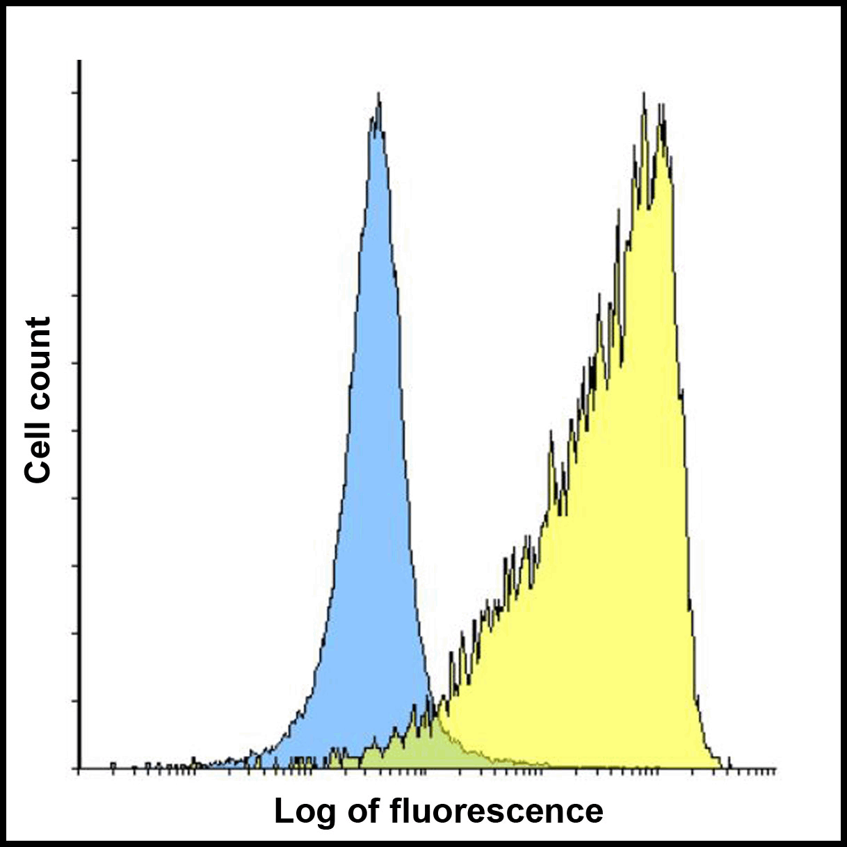 TMIGD2 Antibody