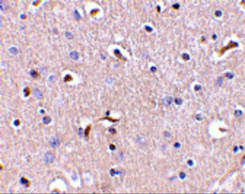 APH1 Antibody