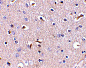 APH1A Antibody