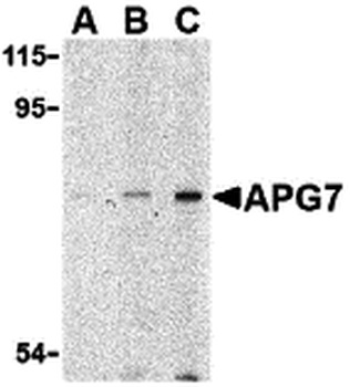 ATG7 Antibody