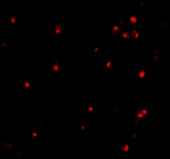 ATG7 Antibody