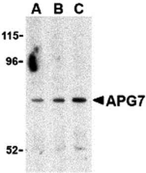 ATG7 Antibody