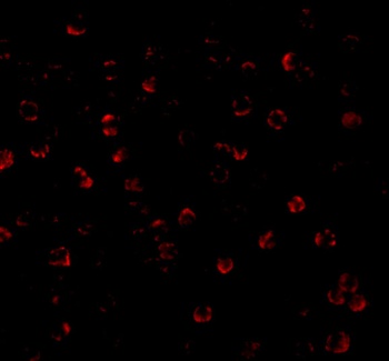 ATG7 Antibody