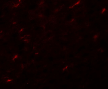 ANAPC7 Antibody