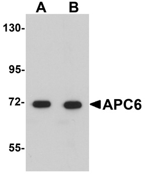 CDC16 Antibody