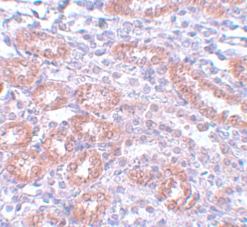 ANAPC5 Antibody