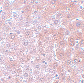 APC4 Antibody