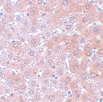 ANAPC4 Antibody