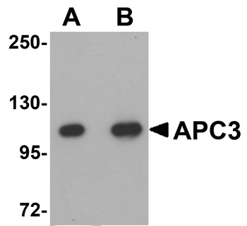 CDC27 Antibody