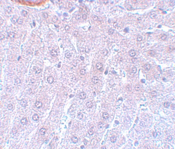 CDC27 Antibody