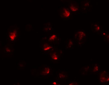 APC2 Antibody