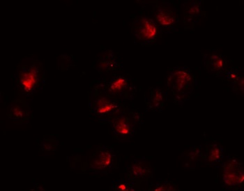 APC2 Antibody