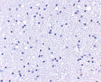 ANAPC1 Antibody