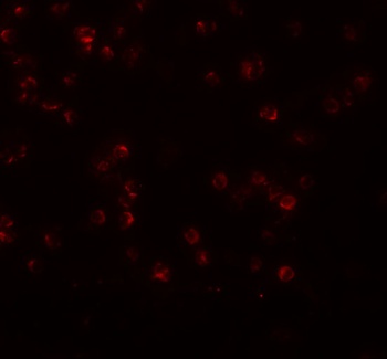 APC13 Antibody