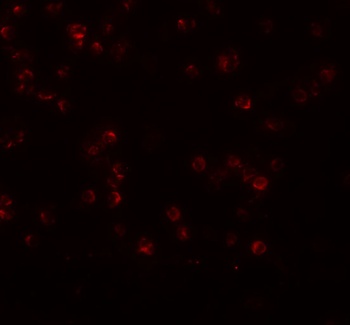 ANAPC13 Antibody