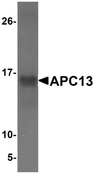 ANAPC13 Antibody