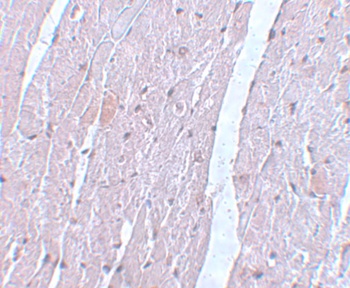 APC10 Antibody